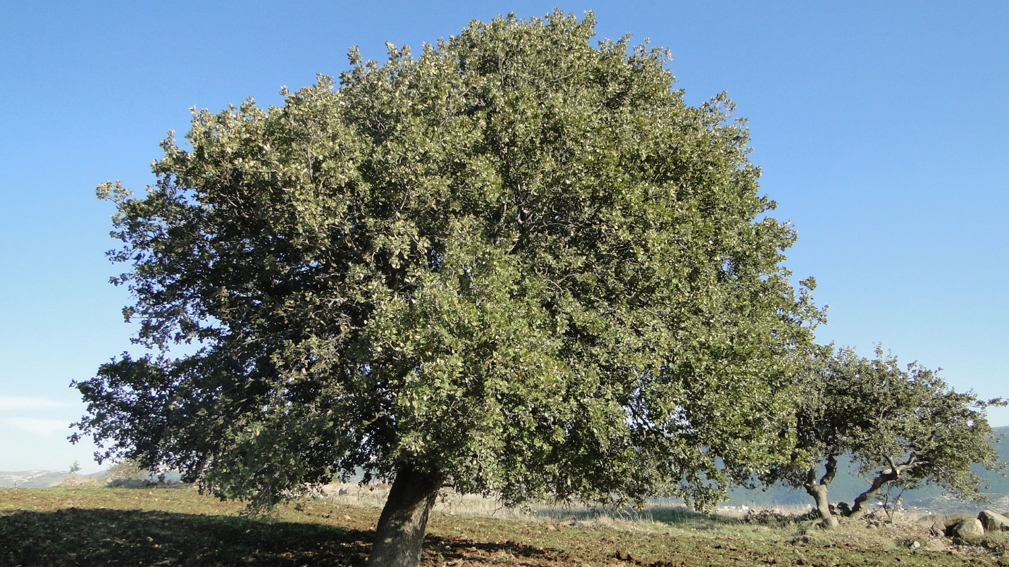 A Mount Tabor Oak tree. The other vanilla flavor source. Photo © Jean Stephan.